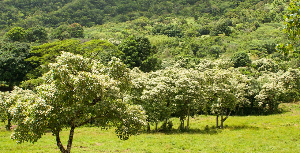Kuala Ranch Tour in North Shore, Oahu, Hawaii