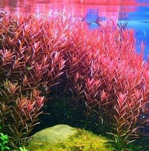 Thumbnail: Rotala Indica 'Indian Toothcup' - Live Aquatic Plants