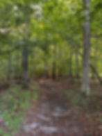 Forest trail with sunlight filtering through lush green trees. Path is lined with foliage, creating a serene, peaceful atmosphere.
