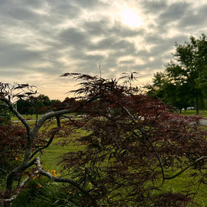 Red-leaved tree in foreground, cloudy sky and sun in background, with green grass and trees lining a quiet street, evoking a serene mood.