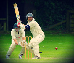 cricket11