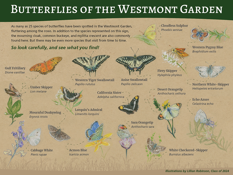 Westmont Garden Butterflies (Art by Lillian Robinson)