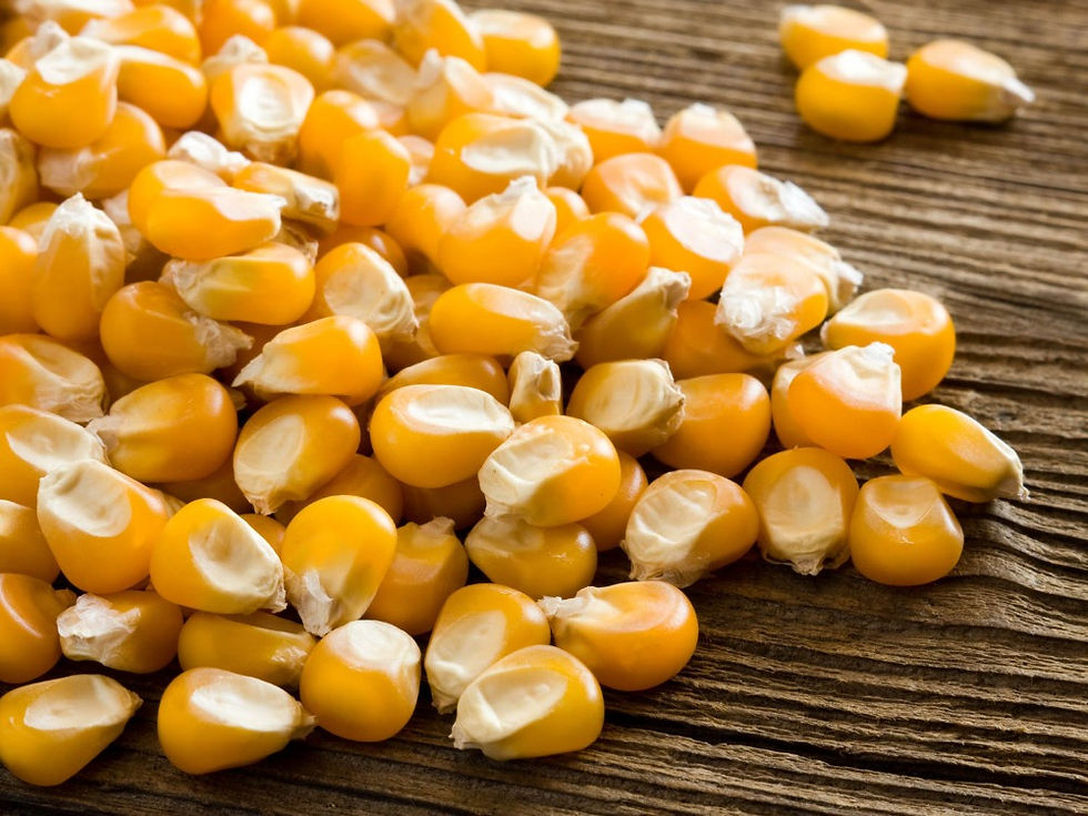 JAGUNG KERING