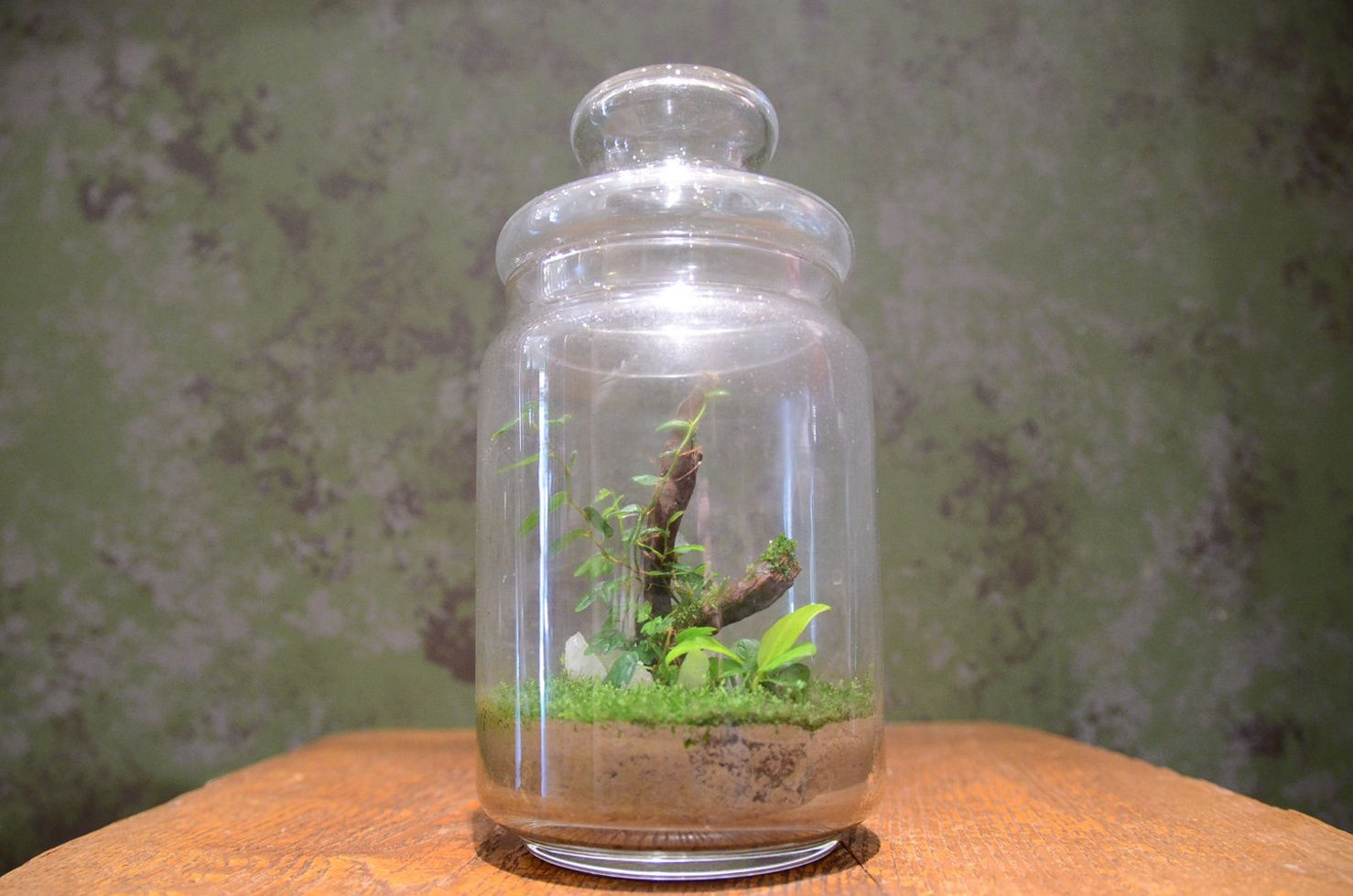 コケシダリウム ボトルプラント 植物 インテリア ワークスペース ハンドメイド