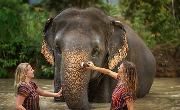jungle elephant sanctuary.jpg