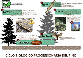 studio pegaso servizi agroambientali torino italia processionaria pino endoterapia trattamenti bacillus thuringensis cane