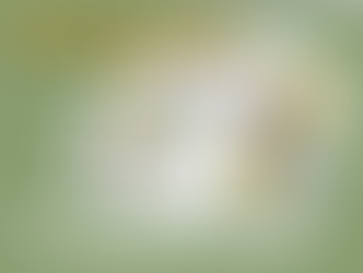 Preisjassen im Schäfli in Trogen