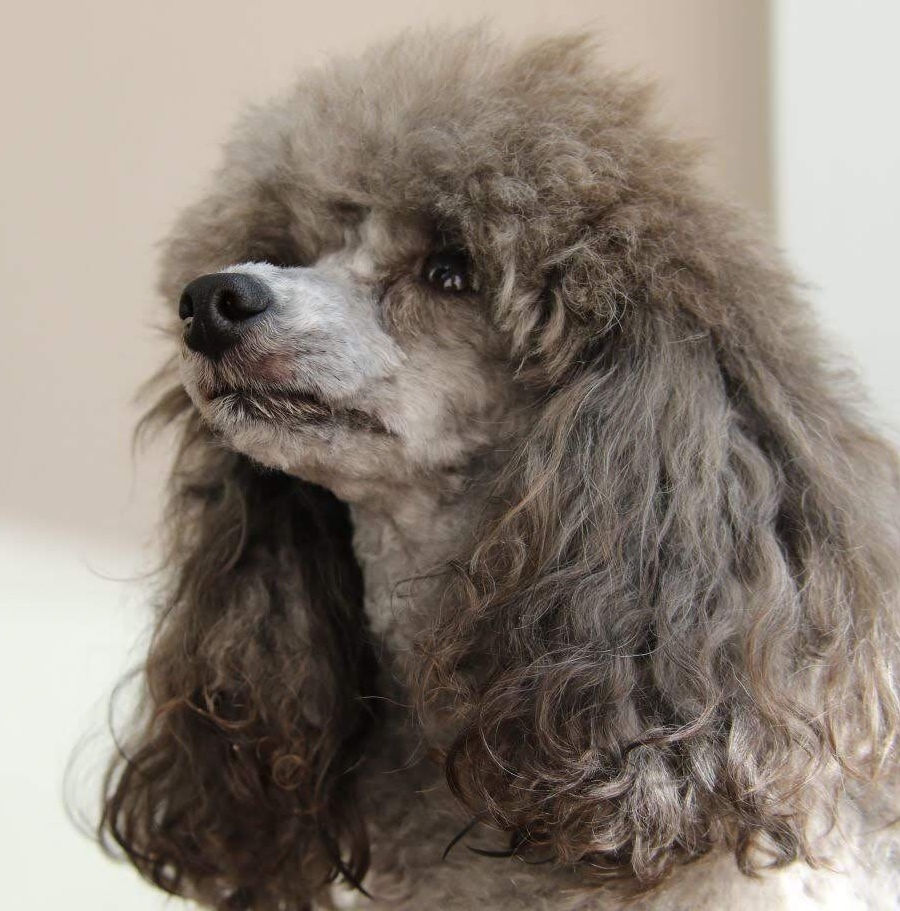poodle pet portrait dog