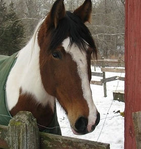 Equine Sevice