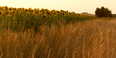 Sunflowers1