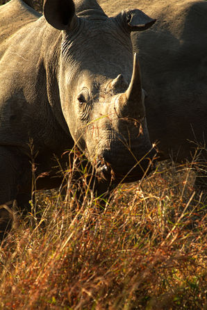 Safari105
