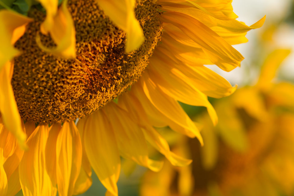 Sunflower2