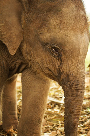 W.Elephant35