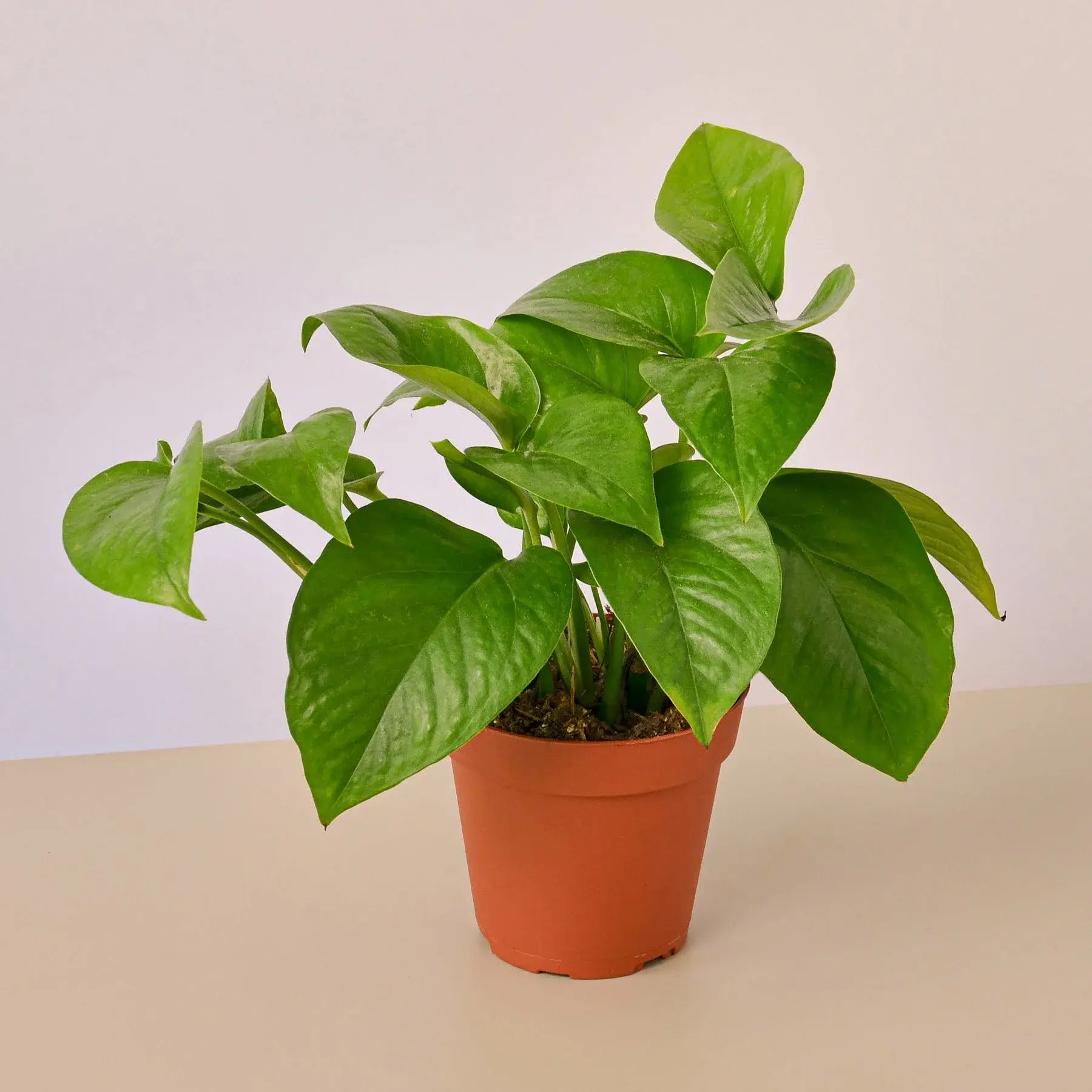 money plant table pot