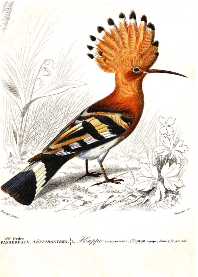 Hidden Symbols in Middle Eastern Women’s Art