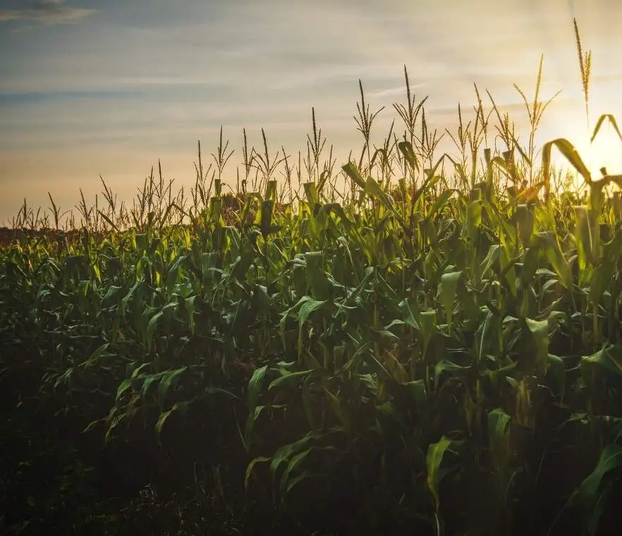 corn-leaf-_2_.webp