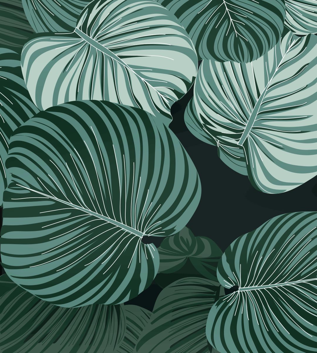 monstera_drawing.gif