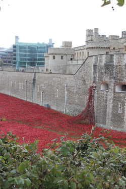 Tower of London Poppies, London