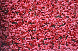 Tower of London Poppies, London