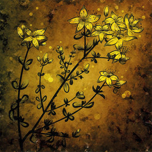 inula_fon.jpg