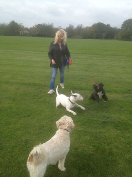 Dog Walker Loughton, Pet Visiting & Dog Boarding service. Dog Walker in Loughton, Essex and covers surrounding areas including Chigwell, Chingford, Buckhurst Hill, Woodford, Debden.