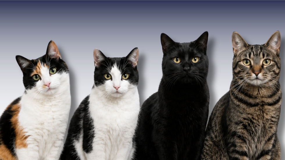 Gatos, Pelagens e Personalidade: o que a ciência, a história e a adoção revelam sobre os felinos