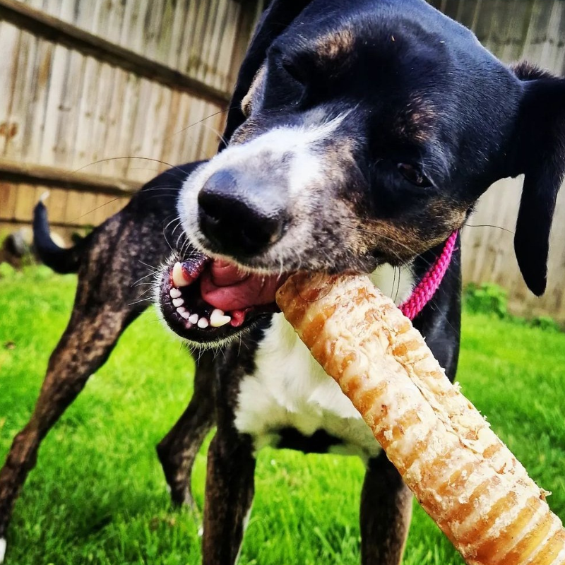 A rescue dog called Annie eating a beef trachea teeth cleaning dog treat in her garden.