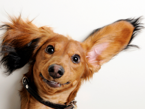 Dog Ear Problems: Signs, Causes and Natural Treatments  