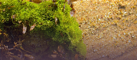 Wild-Crafted Sea Moss.png