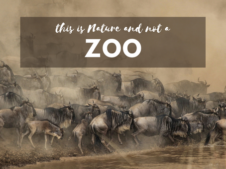 How to Behave Responsibly on Safari?— For Everyone’s Sake!