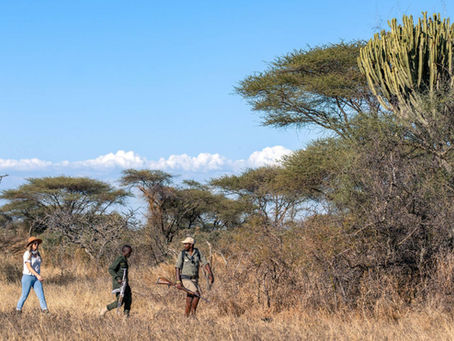 Step Into the Wild: Why a Walking Safari in Tanzania is a Life-Changing Experience