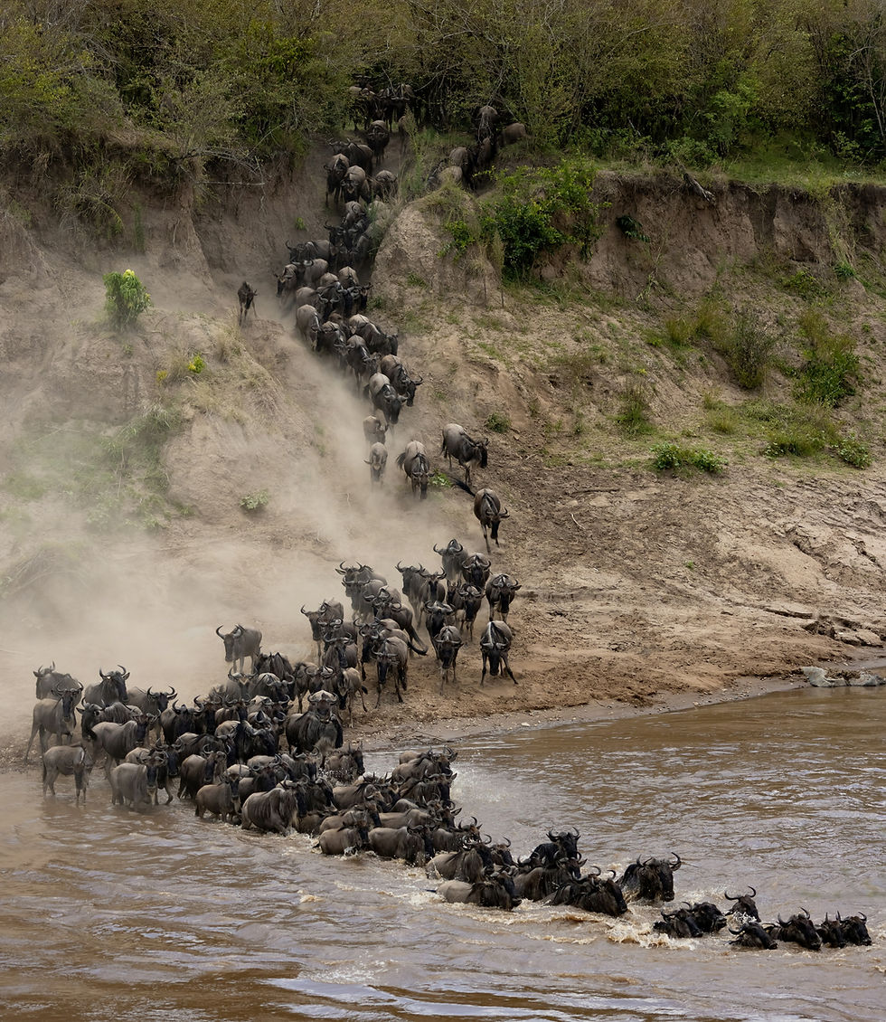 Hundreds of wildebeest and zebras jumping into the mara river to cross over to Serengeti National Park
