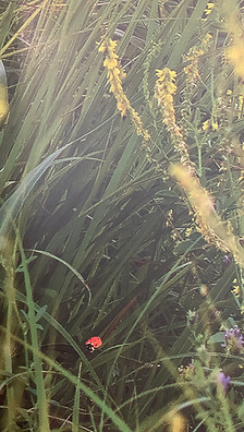 Photo Feb 15, 3 21 59 PM.jpg