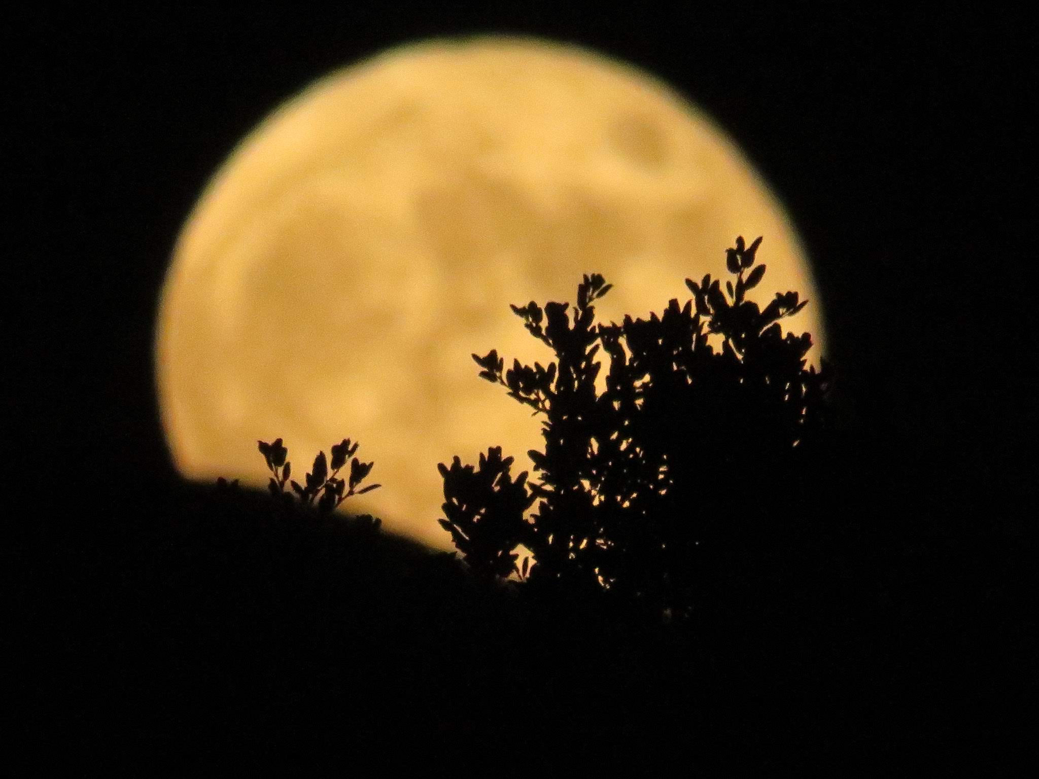 Bring home the dramatic beauty of a glowing full moon night.