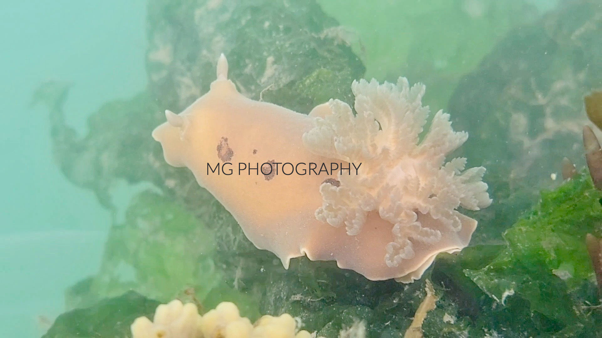 Not a flower. Not a shell. Pure ocean magic