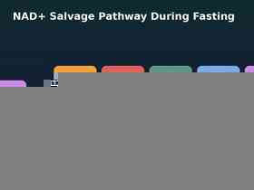 Simplified diagram of the NAD+ salvage pathway during fasting, showing fasting state leading to NAMPT activity, NAD+ salvage, SIRT1/PPAR-alpha activation, and mitochondrial turnover