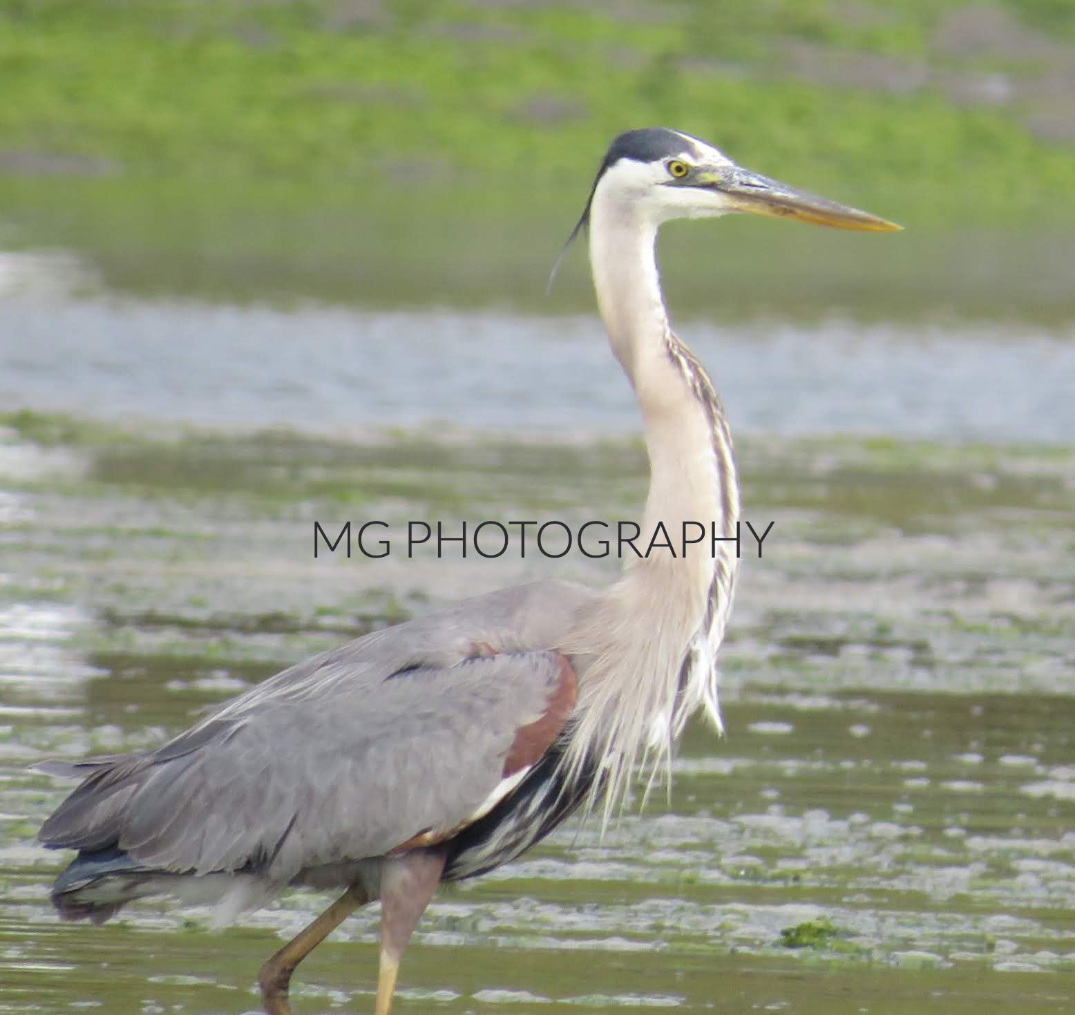 Where calm waters hide sharp instincts.