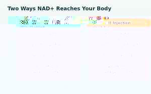 Diagram comparing how an oral NAD+ precursor supplement and a NAD+ self-injection are absorbed differently when taking a GLP-1 weight-loss medication