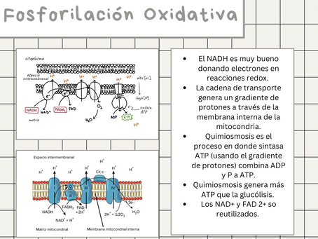 Fosforilación Oxidativa
