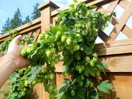 Brewers Gold Hops
