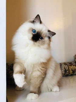 66442397_10157087279404342_8915318230558