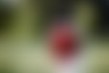 Child with Canada flag wrapped around him.