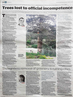Protected trees are falling to council incompetence