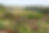 mothecombe 2.jpg