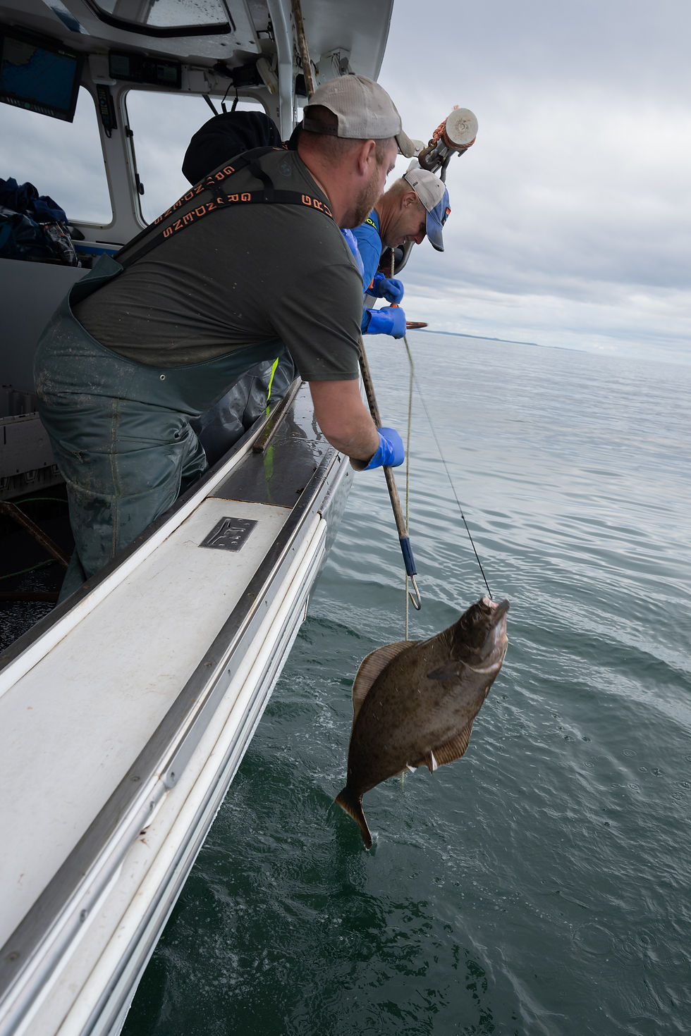 Holding onto a line with a halibut on the other end requires both grip strength and endurance. You do not want your hands to give out before the fish is aboard. (Photo by David McLain)