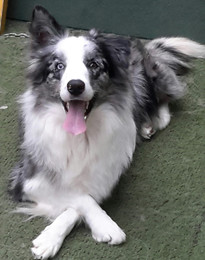 border-collie-femea-azul-merle2387A38F-165E-5235-2CCA-EEF543E95C1C.jpeg