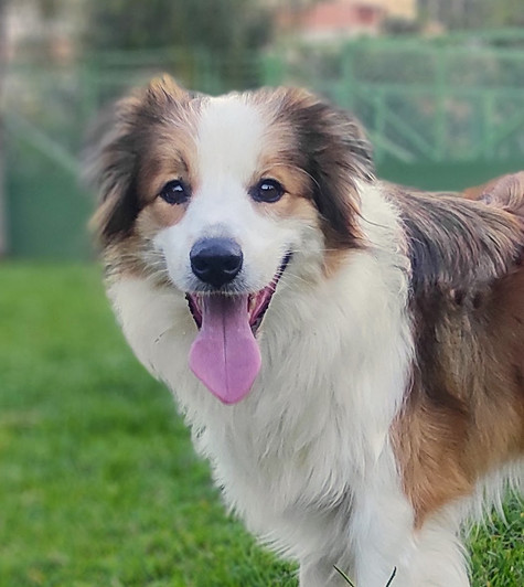 canil-de-border-collie-em-sp559A857B-9236-BACF-51C7-8BAAE7895D9E.jpeg