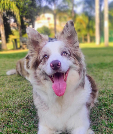 border-collie-marrom-merle19D4F3A7-888D-6684-C1CF-ACB93EF8953C.jpeg