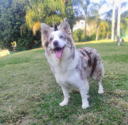 nuit-best-border-collie-12A9B0309-E91D-05A1-EEAD-72AAFA0E83CE.jpeg