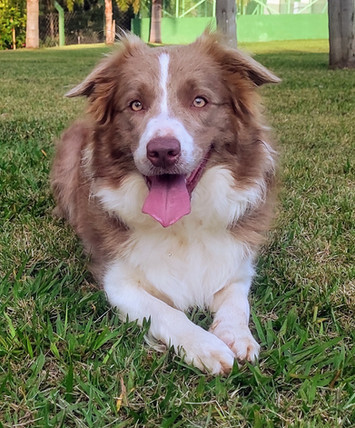 border-collies-lilac7BE489F0-B36A-4FC0-9FA6-2D78DC8812F2.jpeg